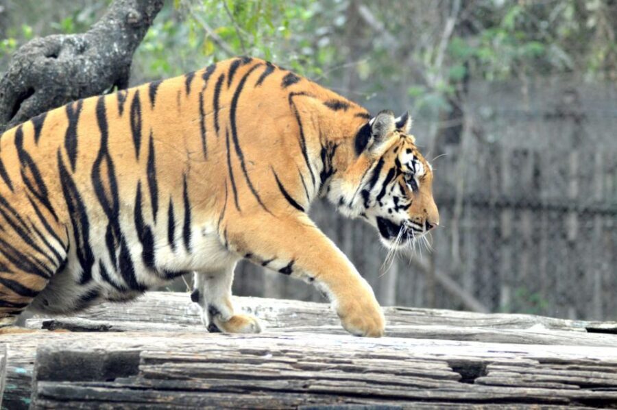 From Delhi: 2-Day Jim Corbett Tiger Safari Tour By Car - Afternoon jeep safari: what you’re likely to see (and how to think about it)