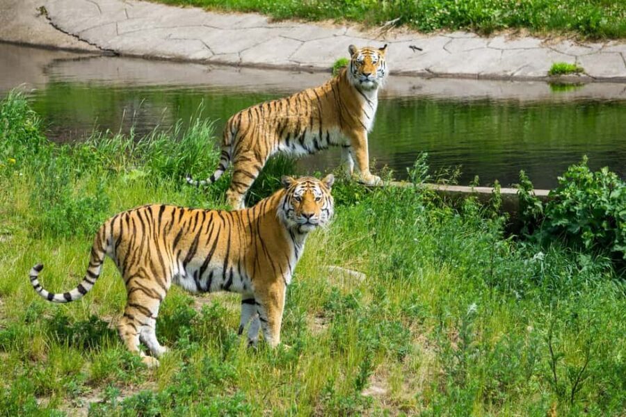 From Delhi: 3-Day Ranthambore Tiger Safari Tours India - Key Highlights You’ll Actually Care About
