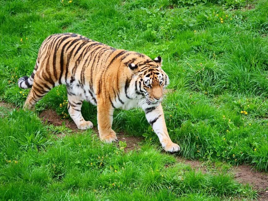 From Delhi: 3-Day Ranthambore Tiger Safari Tours India - Price and Value: Is $392 Reasonable for 3 Days?