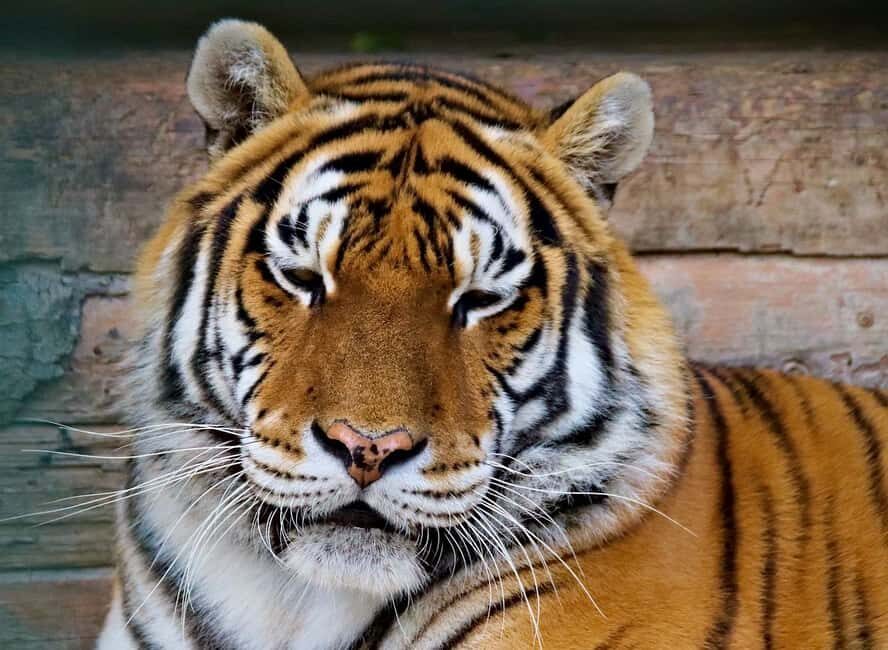 From Delhi: 3-Day Ranthambore Tiger Safari Tours India - Why Ranthambore Tigers Make This 3-Day Trip Worth Your Time