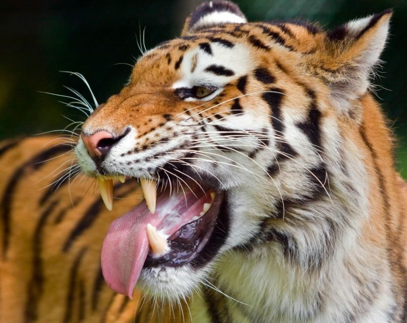 From Delhi: 3-Day Ranthambore Tiger Safari Tours India - First Safari Drive: How You’ll Read the Park for Tigers
