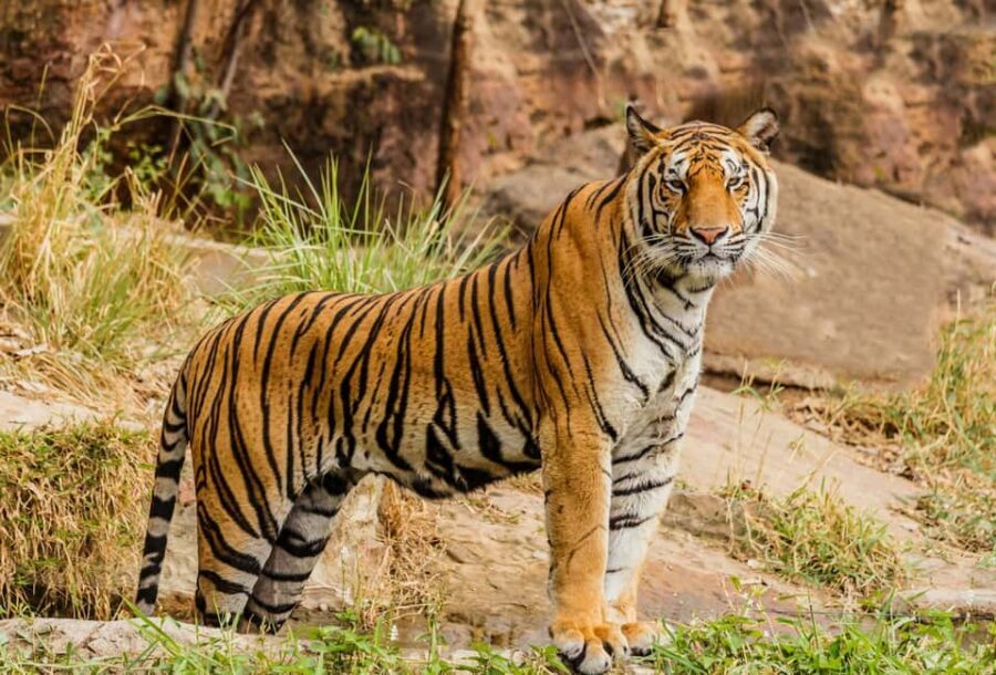 From Delhi: 3-Day Ranthambore Tiger Safari Tours India - Day 2 Morning Safari: The Best Time to Spot Tigers