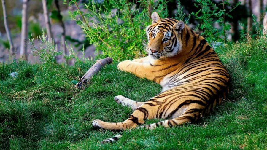 From Delhi: 3-Day Ranthambore Tiger Safari Tours India - Day 2 Afternoon Drive: More Wildlife, More Stories, Different Light