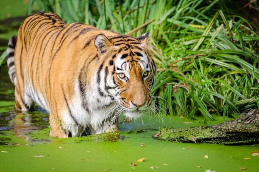 From Delhi: 3-Day Ranthambore Tiger Safari Tours India - Day 3 Final Morning: One Last Chance, No Hurry Feeling