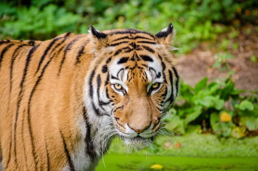 From Delhi: 3-Day Ranthambore Tiger Safari Tours India - Hotel, Meals, and the Pace Between Safaris