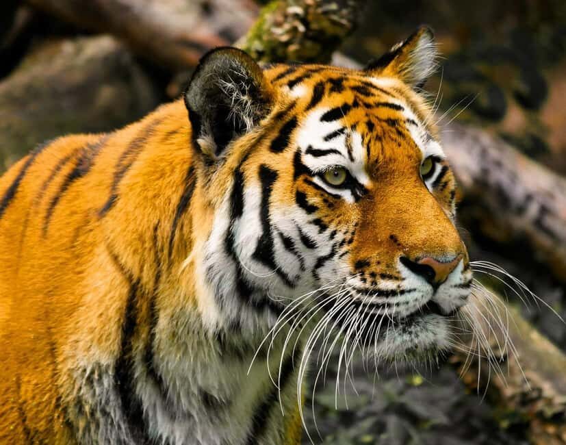 From Delhi: 3-Day Ranthambore Tiger Safari Tours India - Day 1: Smooth Delhi-NCR Transfer to Your Ranthambore Start Point