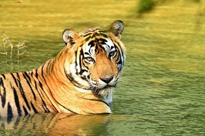 From Delhi: 4 Day Golden Triangle and Tiger Safari Private Tour - Quick highlights before you commit