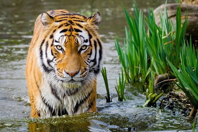 From Delhi: 4 Day Golden Triangle and Tiger Safari Private Tour - Day 2 in Agra: Sunrise Taj Mahal and Agra Fort Pacing