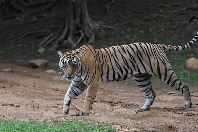 From Delhi: 4 Day Golden Triangle and Tiger Safari Private Tour - Price Check: Where $259 Can Feel Like a Deal