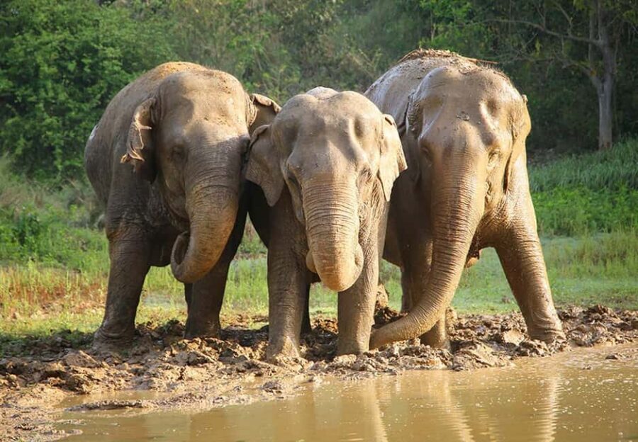 From Delhi : Elephant Conservation and Care Centre -Wildlife - On-site experience: the 1.5-hour visit that stays focused