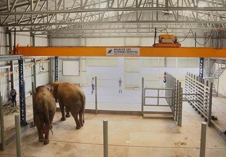 From Delhi : Elephant Conservation and Care Centre -Wildlife - The elephant rescue story: how to read what you see