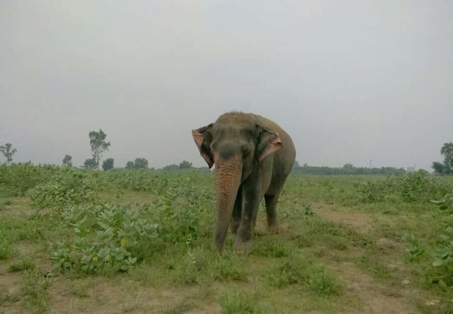 From Delhi : Elephant Conservation and Care Centre -Wildlife - Price and value: is $109 reasonable for a private day trip?