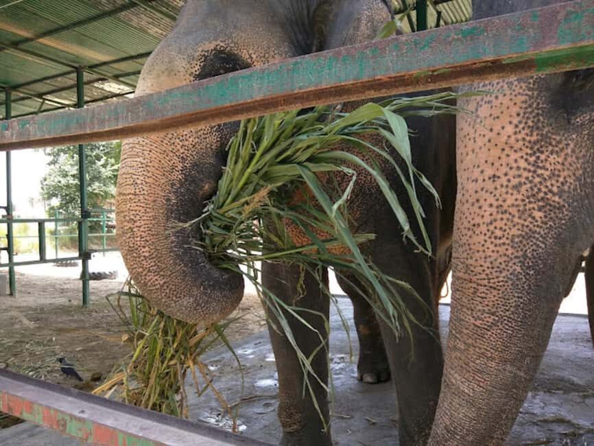 From Delhi : Elephant Conservation and Care Centre -Wildlife - Who should book—and who should think twice