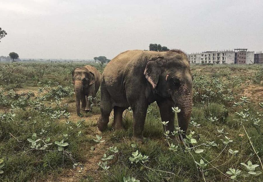 From Delhi : Elephant Conservation and Care Centre -Wildlife - Dealing with the two common “watch-out” issues