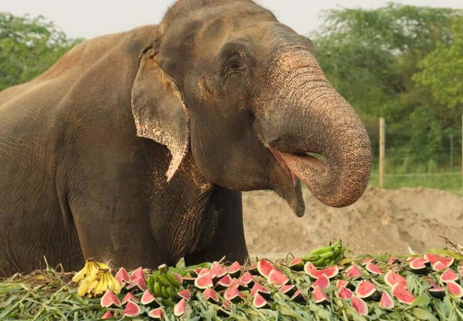 From Delhi : Elephant Conservation and Care Centre -Wildlife - Wildlife SOS: what you’re paying for (and what you’re supporting)