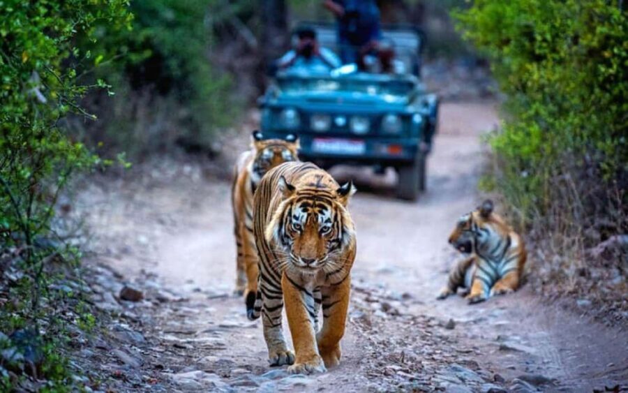 From Delhi: Ranthambore National Park Day Trip with Safari - Ranthambore in one day: the real feel of a Delhi safari day trip