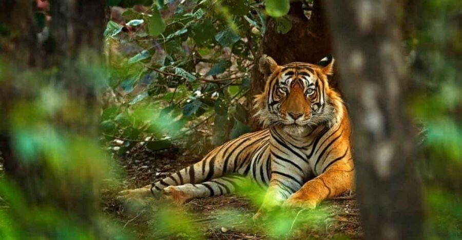 From Delhi: Ranthambore National Park Day Trip with Safari - Check-in, lunch, and the wait before your jeep ride