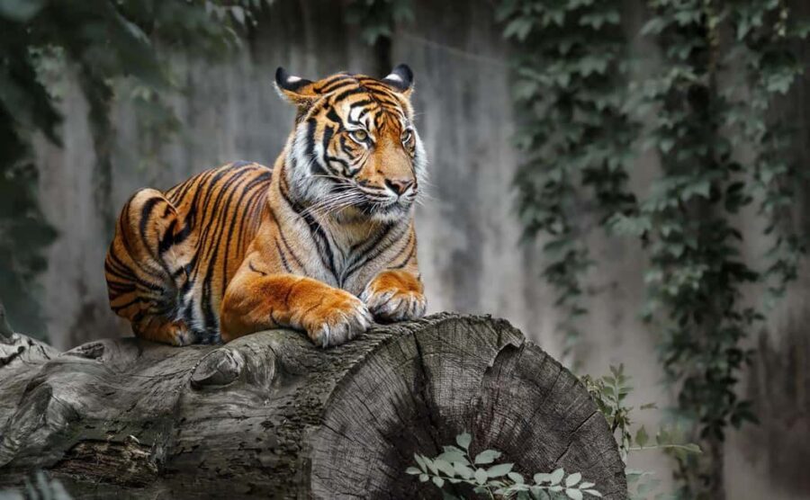 From Delhi: Ranthambore National Park Day Trip with Safari - Getting there early: pickups from Delhi, Noida, and Gurugram