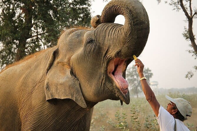 From Delhi: Sunrise Taj Mahal tour with Elephant Conservation - Quick hits