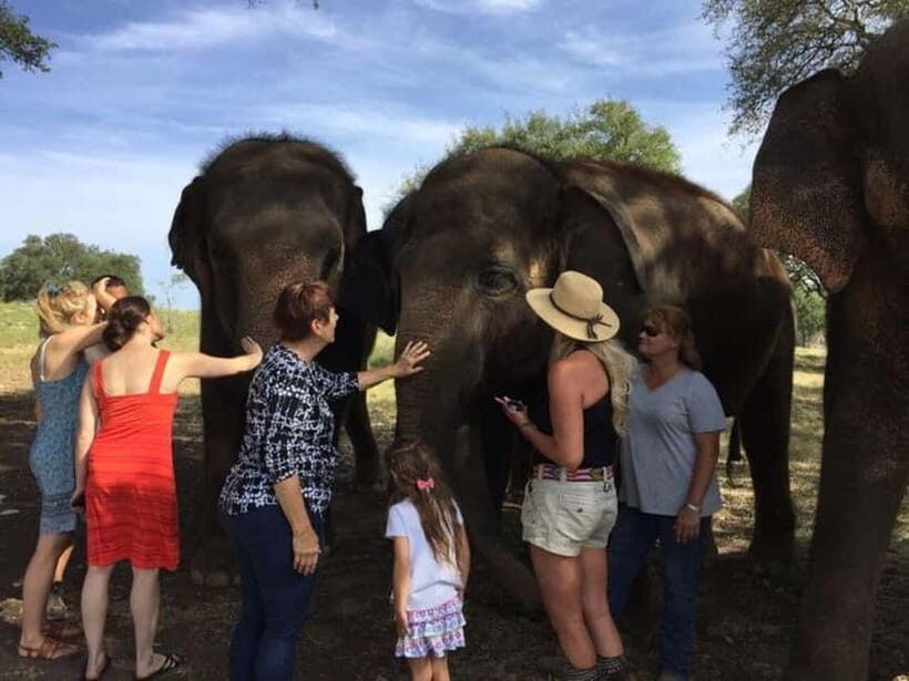 From Delhi: Sunrise Taj Mahal Tour With Elephant SOS - Guided Taj Mahal access and how to make the morning count