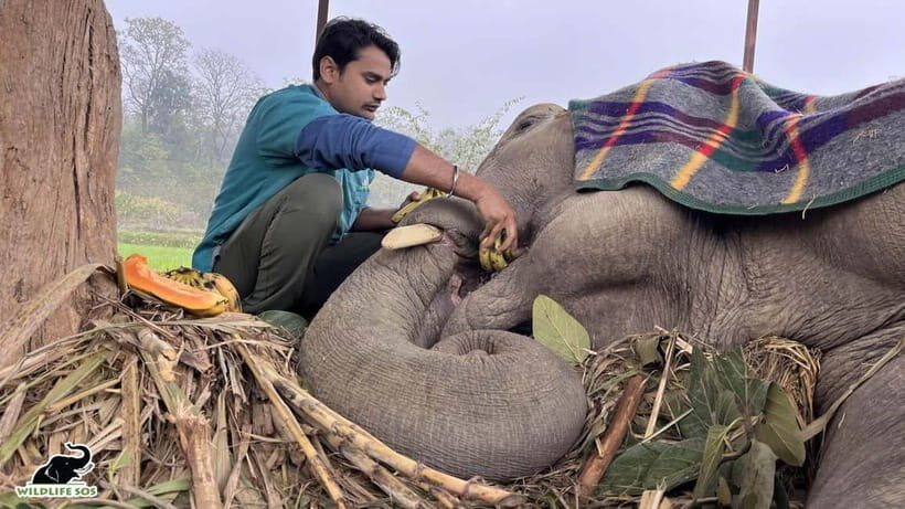 From Delhi: Taj Mahal Sunrise and Elephant Conservation Tour - Wildlife SOS elephant conservation: ethical care, and a view-only format