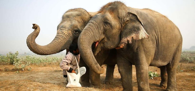 From Delhi: Taj Mahal Sunrise and Elephant Conservation Tour - Lunch time in Agra: keep expectations simple