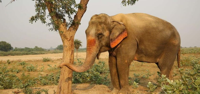 From Delhi: Taj Mahal Sunrise and Elephant Conservation Tour - Getting your money’s worth: what the price includes in real terms