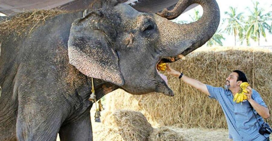 From Delhi: Taj Mahal Sunrise and Elephant Wildlife SOS Tour - Taj Mahal Sunrise: What the Very Early Start Buys You