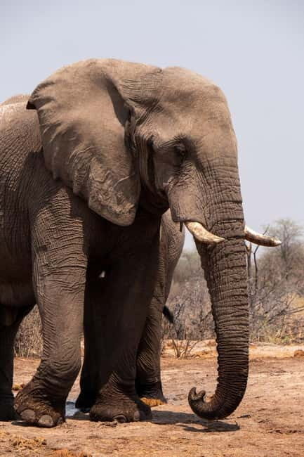From Delhi: Taj Mahal Sunrise and Elephant Wildlife SOS Tour - The Fine Print That Can Affect Your Day