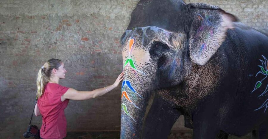 From Delhi: Taj Mahal Sunrise Tour w/ Elephant Conservation - Key highlights I’d plan around