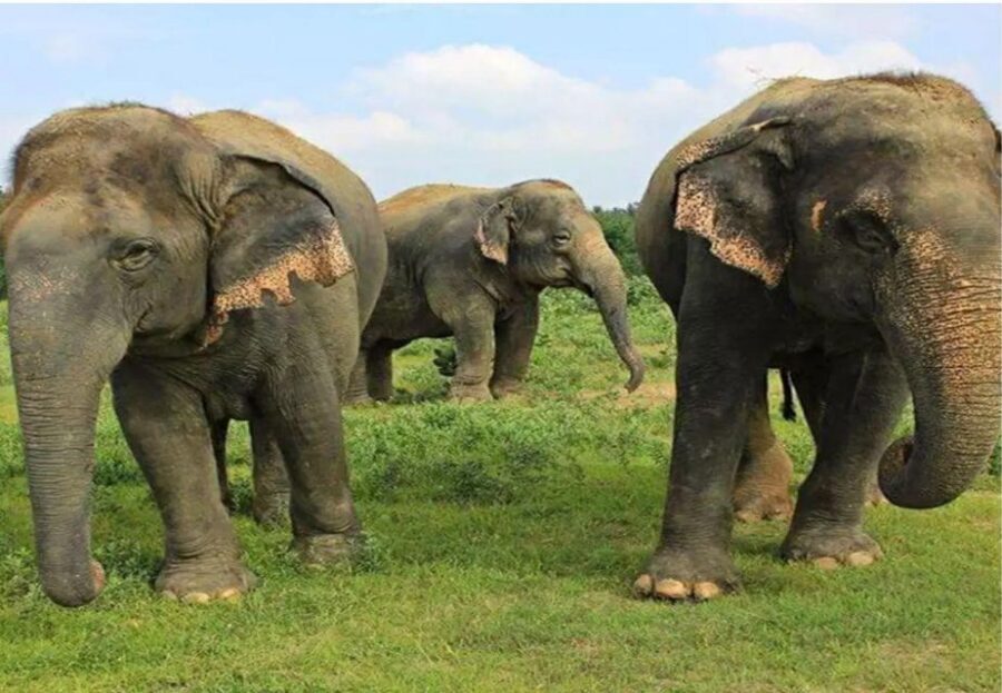 From Delhi: Taj Mahal Tour with Elephant Conservation Centre - Best fit: who this private Taj + elephants day trip suits best