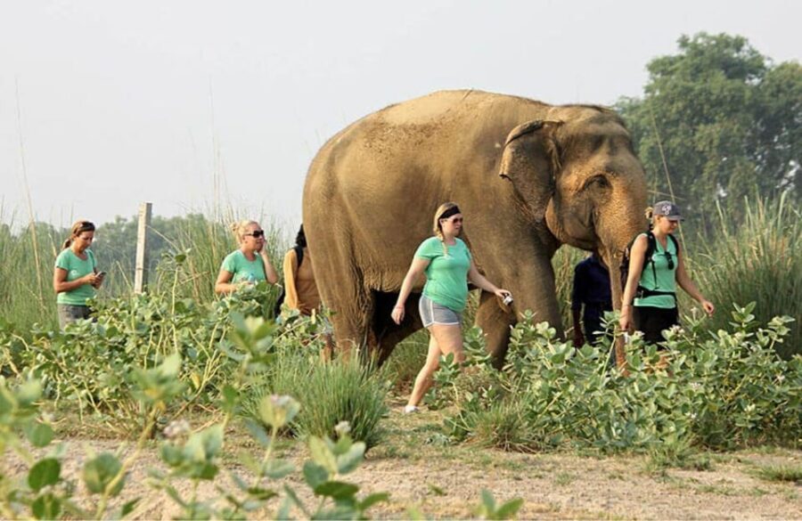 From Delhi: Taj Mahal with Photographer & Elephant SOS Tour - Who should book this Taj Mahal with photographer and elephant care tour?