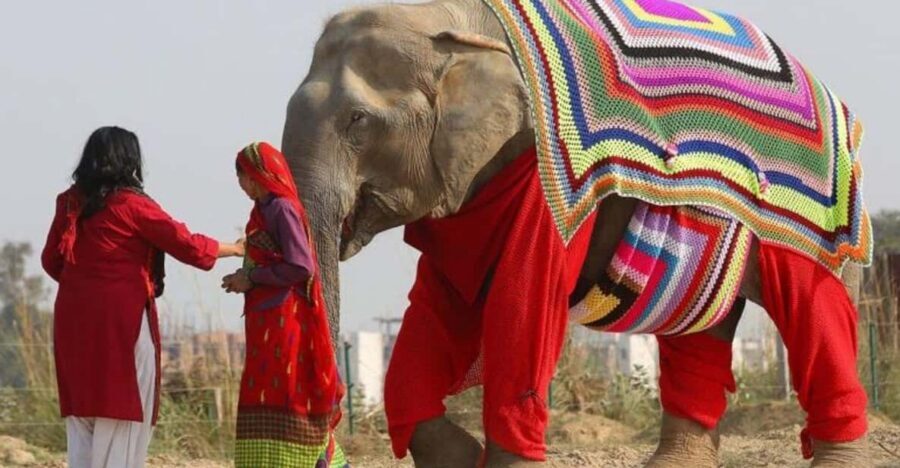 From Delhi: Taj Mahal with Photographer & Elephant SOS Tour - Sunrise Taj Mahal photography, without wasting your day