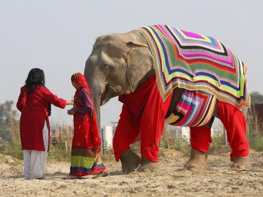 From Delhi: Taj Mahal with Photographer & Elephant SOS Tour - Taj Mahal time: guided viewing plus photographer-led moments