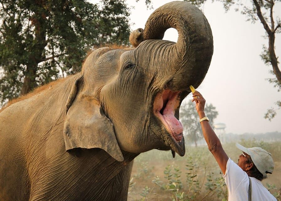 From Delhi: Taj Mahal with Photographer & Elephant SOS Tour - Price and value: how $45 can work (and when it won’t)