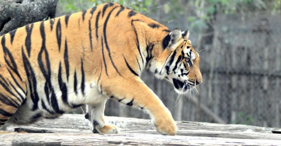 From Jaipur: 2 Days 1 Night Ranthambore Tiger Safari Tour - Key points before you go