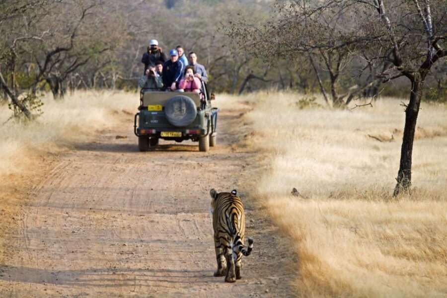 From Jaipur: 2 Days 1 Night Ranthambore Tiger Safari Tour - Who this tour fits (and who should think twice)