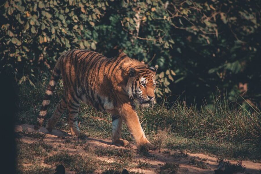 From Jaipur: 2 Days 1 Night Ranthambore Tiger Safari Tour - Jaipur to Ranthambore by A/C car: the part you’ll feel most