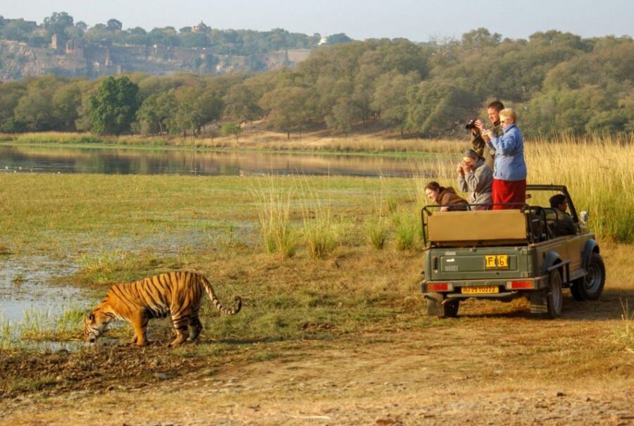 From Jaipur: 2 Days 1 Night Ranthambore Tiger Safari Tour - Canter safari vs gypsy add-on: pick what you can live with