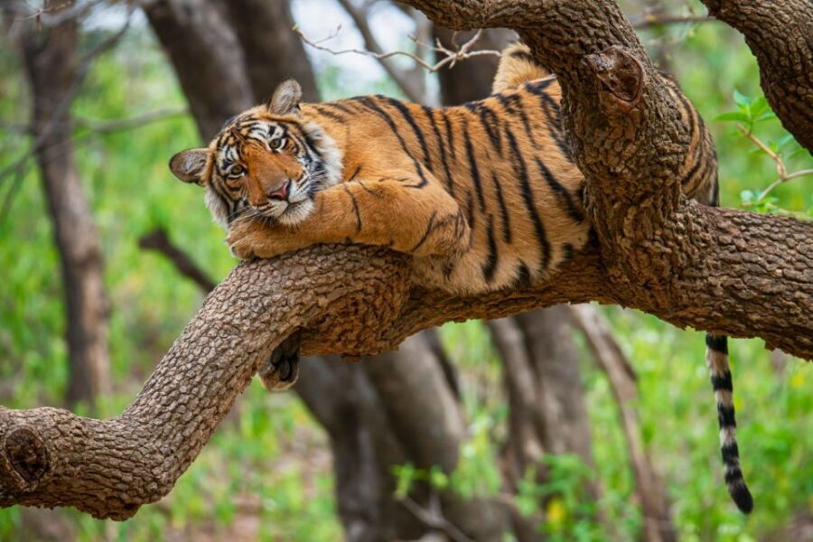 From Jaipur: 2 Days 1 Night Ranthambore Tiger Safari Tour - Price and value: $222 per person, and where that money goes