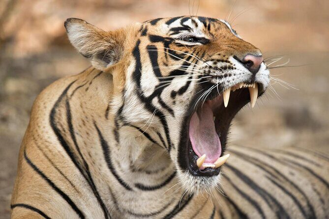 From Jaipur: 2 Days Private Tour of Ranthanbore Tigers Safari - Key things worth knowing before you go