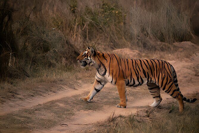 From Jaipur: 2 Days Private Tour of Ranthanbore Tigers Safari - Dawn Safari: When Ranthambore Gets Magical