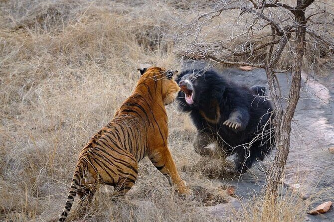 From Jaipur: 2 Days Private Tour of Ranthanbore Tigers Safari - Ranthambore Fort After the Tigers: A Calm Change of Pace
