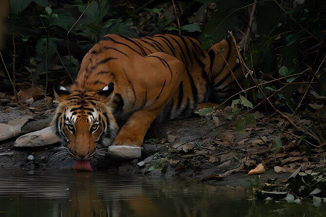 From Jaipur: 2 Days Private Tour of Ranthanbore Tigers Safari - Who This Tour Fits Best (and Who Might Want Another Option)