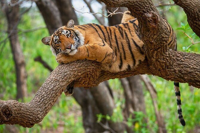 From Jaipur: 2 Days Private Tour of Ranthanbore Tigers Safari - Should You Book This 2-Day Ranthambore Tour?