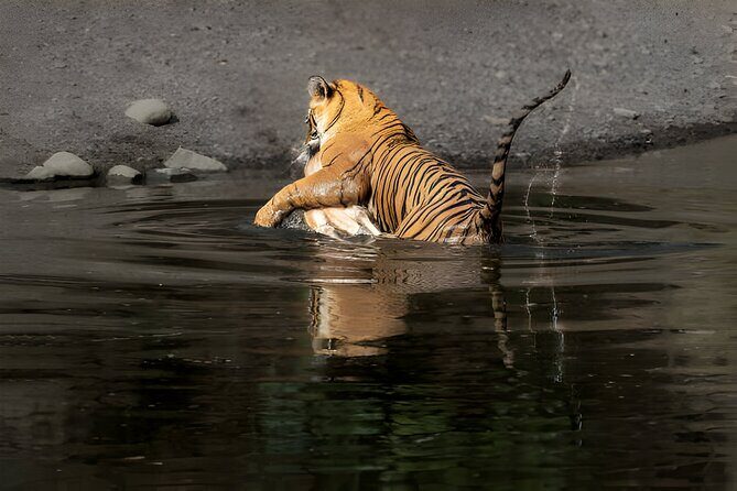 From Jaipur: 2 Days Private Tour of Ranthanbore Tigers Safari - First Safari in Ranthambore: What the Afternoon Drive Really Means