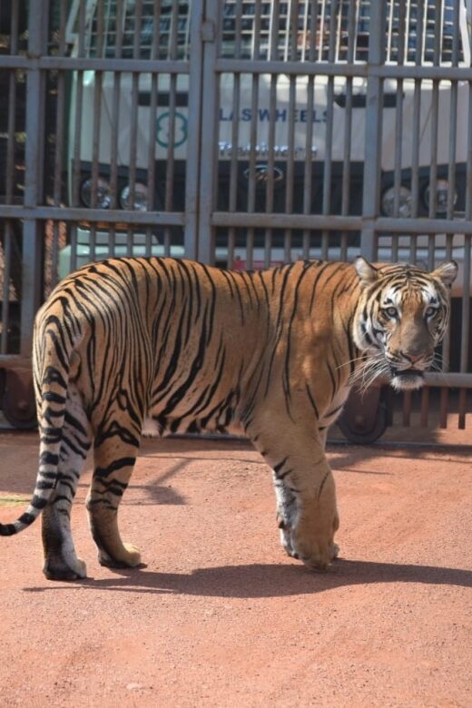 From Jaipur : 2 Days Ranthambore Tiger Safari Tour By Car - Key highlights to know before you go