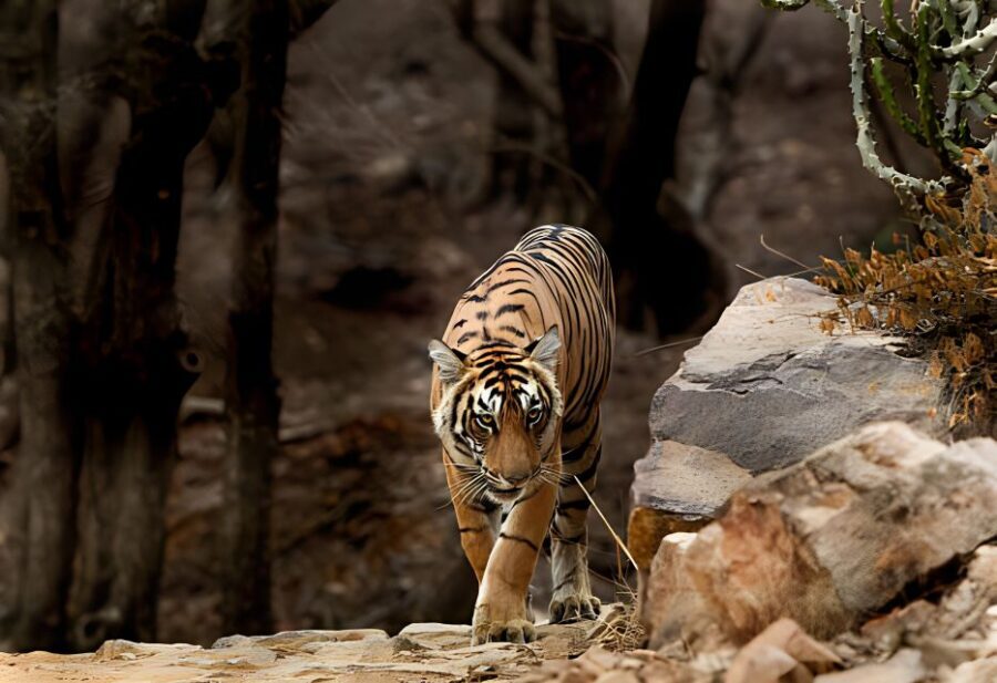 From Jaipur : 2 Days Ranthambore Tiger Safari Tour By Car - Who This Tour Fits Best (and Who Should Skip It)