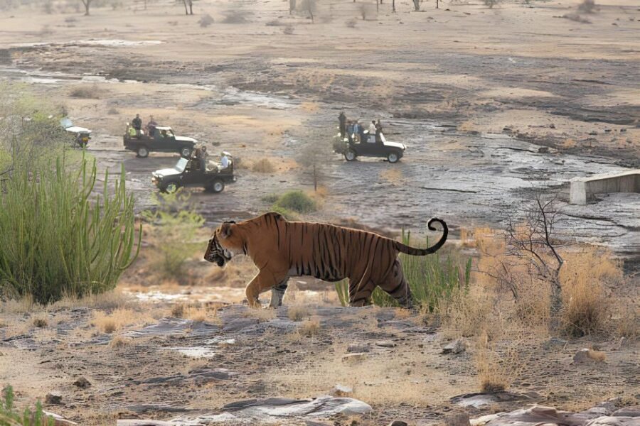 From Jaipur : 2 Days Ranthambore Tiger Safari Tour By Car - Day 1: Afternoon Tiger Safari + Hotel Check-In (and Why You Should Plan Your Expectations)