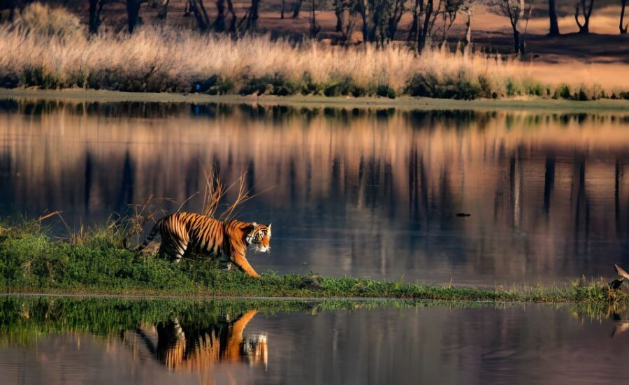 From Jaipur : 2 Days Ranthambore Tiger Safari Tour By Car - Safari Vehicles: Canter by Default and When a Gypsy Add-On Makes Sense